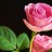 rose.jpeg
