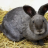 greyBunny.png