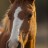 horse.jpeg